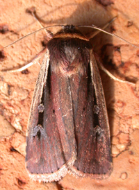 Flame-shouldered Dart